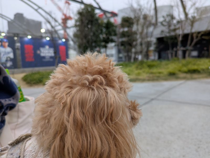 WBC 東京 わんこ旅 渋谷 宮下公園