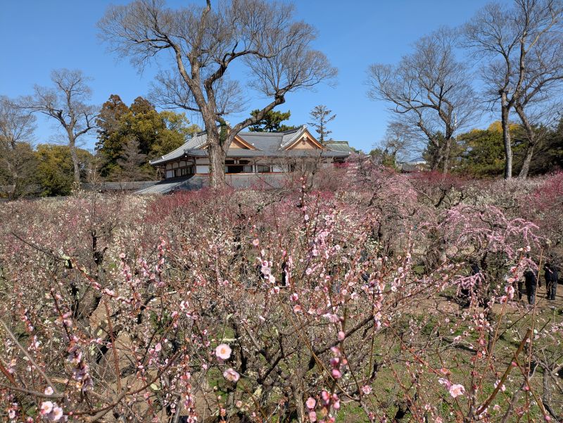 北野天満宮の梅園 2026年 見頃