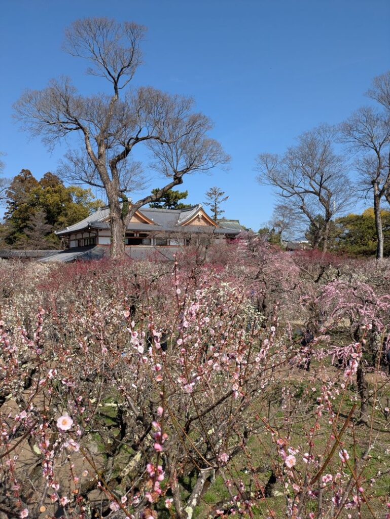 紅白梅 北野天満宮
