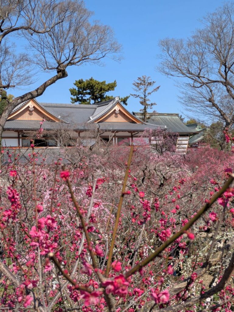 紅白梅 北野天満宮