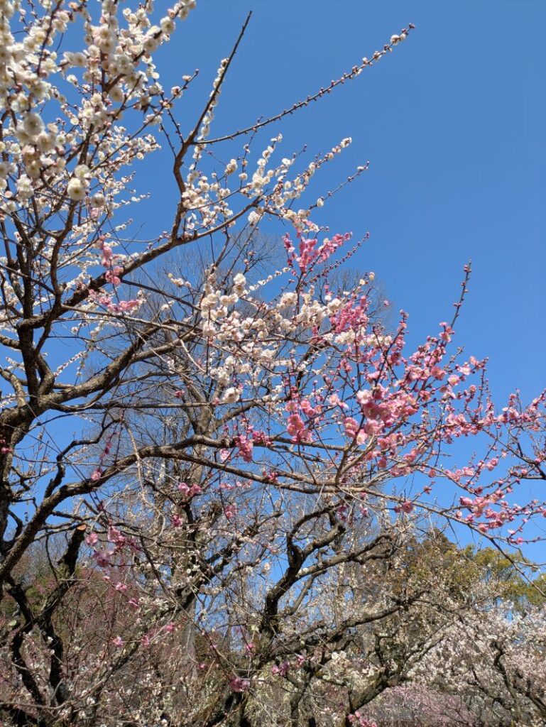 紅白梅 北野天満宮